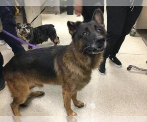 German Shepherd Dog Dogs for adoption in Riverside, CA, USA