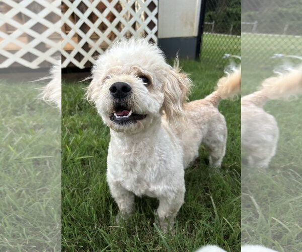 Medium Photo #4 Poodle (Miniature) Puppy For Sale in Pacolet, SC, USA