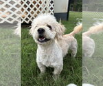 Small #3 Poodle (Miniature)