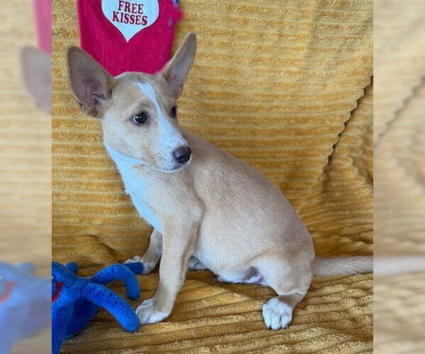 Medium Photo #1 Labrador Retriever-Unknown Mix Puppy For Sale in Genesee, WI, USA