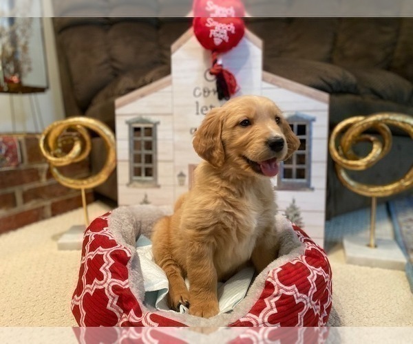 Medium Photo #30 Golden Retriever Puppy For Sale in SANFORD, NC, USA