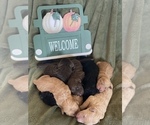 Small Photo #5 Goldendoodle Puppy For Sale in SURPRISE, AZ, USA