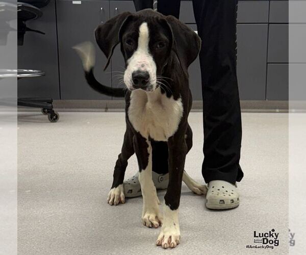 Medium Photo #2 Great Dane-Labrador Retriever Mix Puppy For Sale in Washington, DC, USA