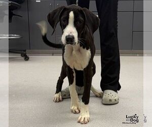 Diesel - Male Great Dane-Labrador Retriever Mix Dog for Adoption - Photo #2