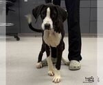 Small Photo #2 Great Dane-Labrador Retriever Mix Puppy For Sale in Washington, DC, USA