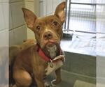 Small American Staffordshire Terrier Mix