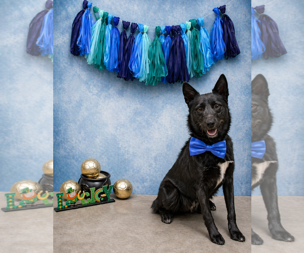 Medium Photo #3 Border Collie Puppy For Sale in Dallas, TX, USA