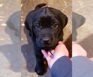 Labrador Retriever Puppy for sale in ITHACA, MI, USA