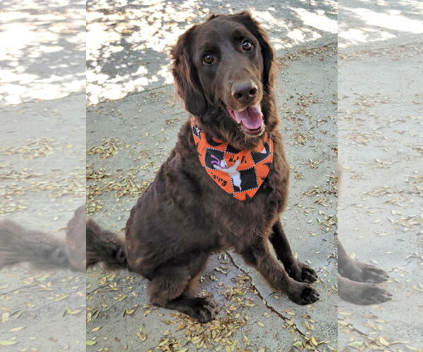 Medium Photo #3 Goldendoodle Puppy For Sale in Glendale , AZ, USA