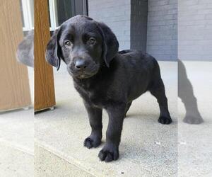 Labrador Retriever Puppy for sale in GREENWOOD, IN, USA
