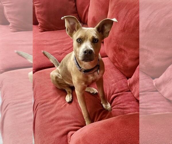 Medium Photo #9 American Staffordshire Terrier-Labrador Retriever Mix Puppy For Sale in Newport Beach, CA, USA
