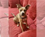 Small #8 American Staffordshire Terrier-Labrador Retriever Mix