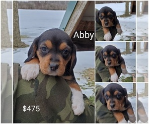 Beagle Puppy for sale in COLUMBIANA, OH, USA