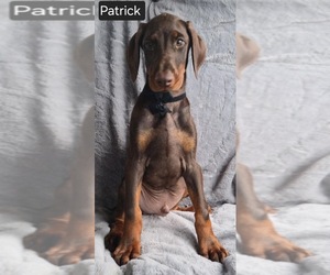 Doberman Pinscher Puppy for sale in POMEROY, OH, USA