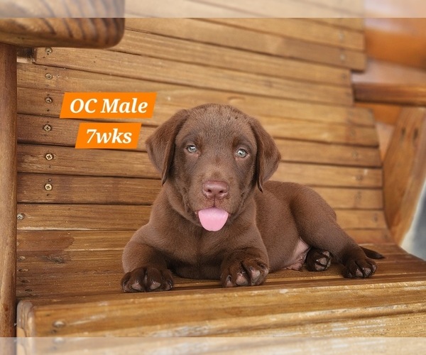 Medium Photo #50 Labrador Retriever Puppy For Sale in EDGEWOOD, TX, USA