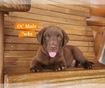 Small Photo #50 Labrador Retriever Puppy For Sale in EDGEWOOD, TX, USA