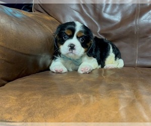 Cavalier King Charles Spaniel Puppy for sale in CAMPBELLSVILLE, KY, USA