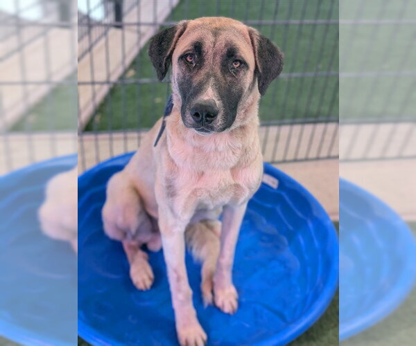 Medium Photo #1 Anatolian Shepherd Puppy For Sale in Sacramento, CA, USA