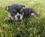 Small Photo #3 English Bulldog Puppy For Sale in GOSHEN, IN, USA