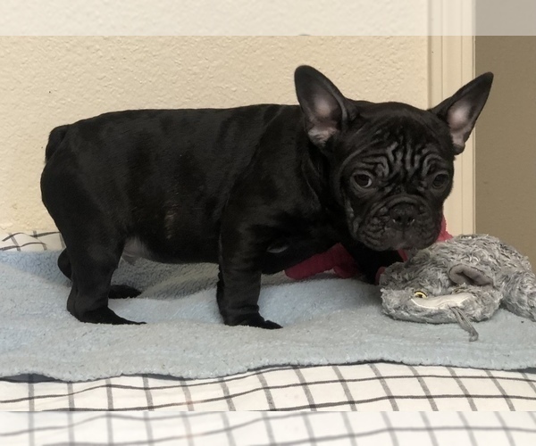 Medium Photo #7 French Bulldog Puppy For Sale in OCEANSIDE, CA, USA