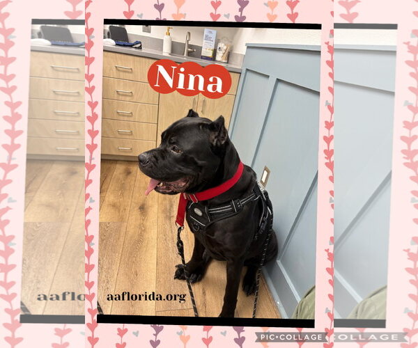 Medium Photo #1 Mutt Puppy For Sale in Pensacola, FL, USA