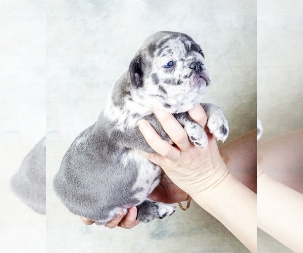 Medium Photo #3 French Bulldog Puppy For Sale in COCOA, FL, USA