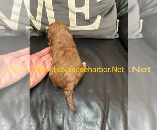 Medium Photo #3 Havanese Puppy For Sale in MBORO, TN, USA