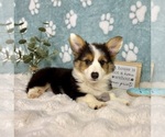 Small #3 Pembroke Welsh Corgi