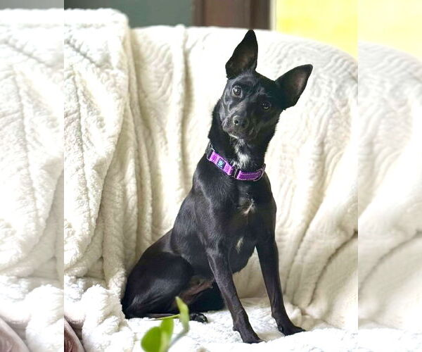 Medium Photo #13 Mutt Puppy For Sale in Boonton, NJ, USA