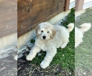 Goldendoodle Puppy for sale in OMAHA, AR, USA