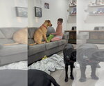 Small Photo #35 Labrador Retriever-Rhodesian Ridgeback Mix Puppy For Sale in Brewster, NY, USA