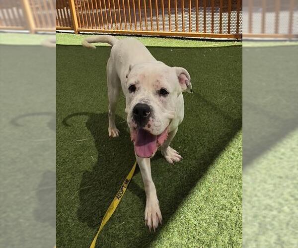 Medium Photo #1 American Pit Bull Terrier-Unknown Mix Puppy For Sale in Las Vegas, NV, USA