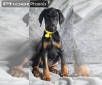 Small #5 Doberman Pinscher