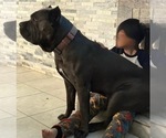 Small Photo #1 Cane Corso Puppy For Sale in MORENO VALLEY, CA, USA