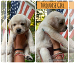 Small #11 Labrador Retriever