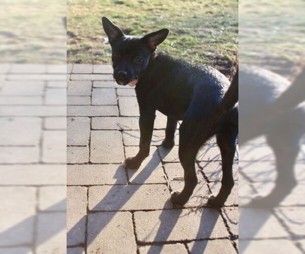 Medium Photo #8 Chihuahua-Unknown Mix Puppy For Sale in Doylestown, PA, USA