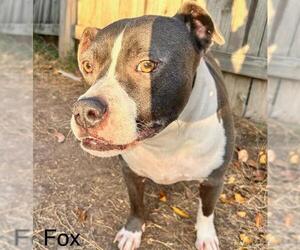 American Staffordshire Terrier Dogs for adoption in San Antonio, TX, USA
