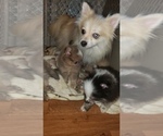 Small Photo #4 Pomeranian Puppy For Sale in DINWIDDIE, VA, USA
