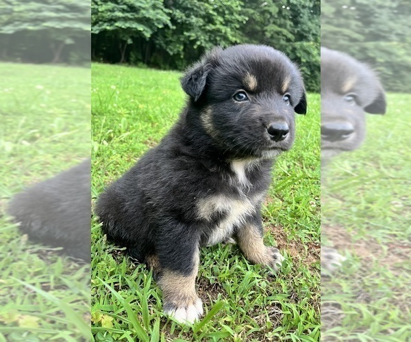 Medium Photo #4 Australian Shepherd Puppy For Sale in MEHERRIN, VA, USA