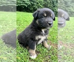 Small #3 Australian Shepherd