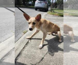 Mutt Dogs for adoption in San Antonio, TX, USA