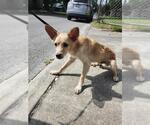 Small Mutt