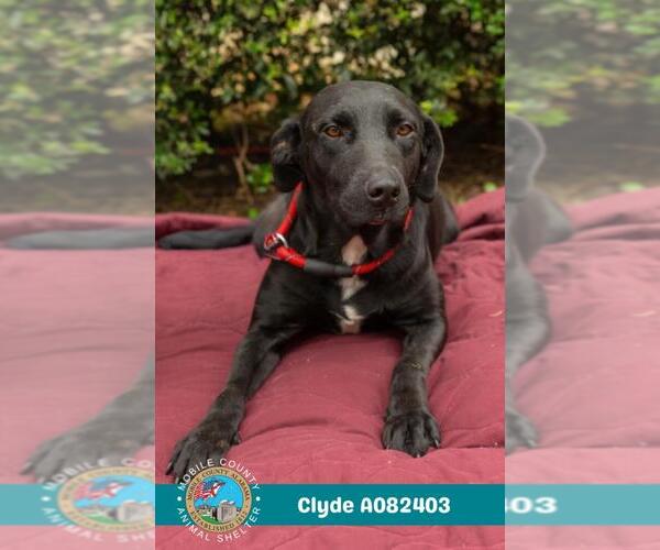 Medium Photo #1 Labrador Retriever-Unknown Mix Puppy For Sale in Mobile, AL, USA
