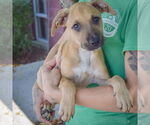 Small #2 Boxer-German Shepherd Dog Mix