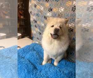 Chow Chow Puppy for sale in VALLEJO, CA, USA