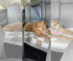 Small Photo #7 Unknown-Vizsla Mix Puppy For Sale in Oakhurst, NJ, USA