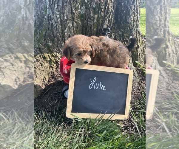 Medium Photo #5 Yo-Chon Puppy For Sale in BELFAST, OH, USA