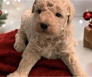Goldendoodle (Miniature) Puppy for sale in VERO BEACH, FL, USA