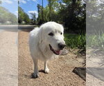 Small #2 Great Pyrenees