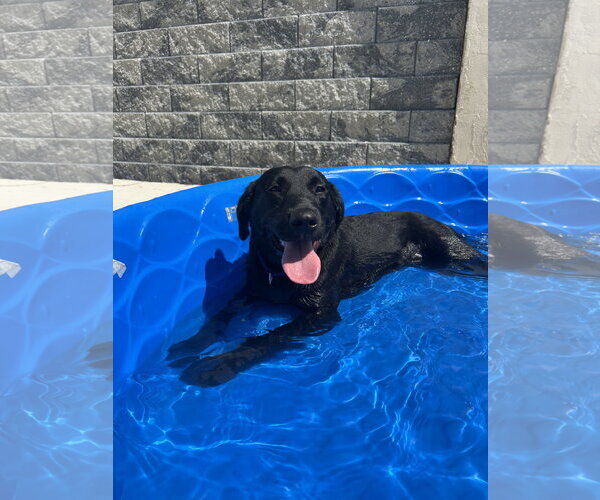 Medium Photo #5 Labrador Retriever-Unknown Mix Puppy For Sale in Lancaster, PA, USA
